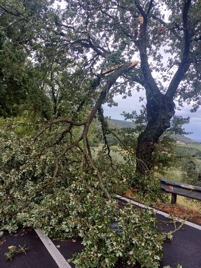 immagine notizia (ptn) Provincia, maltempo: circoli stradali al lavoro su tutta la rete viaria, i maggiori problemi attualmente nell’Orvietano con rami e alberature caduti sulle carreggiate